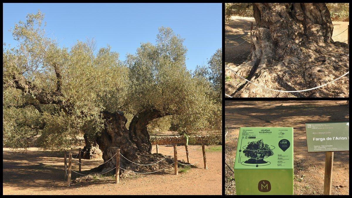 El árbol se encuentra en un museo al aire libre con olivos milenarios