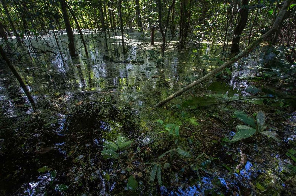 Imagen de una turbera en la Amazonía peruana