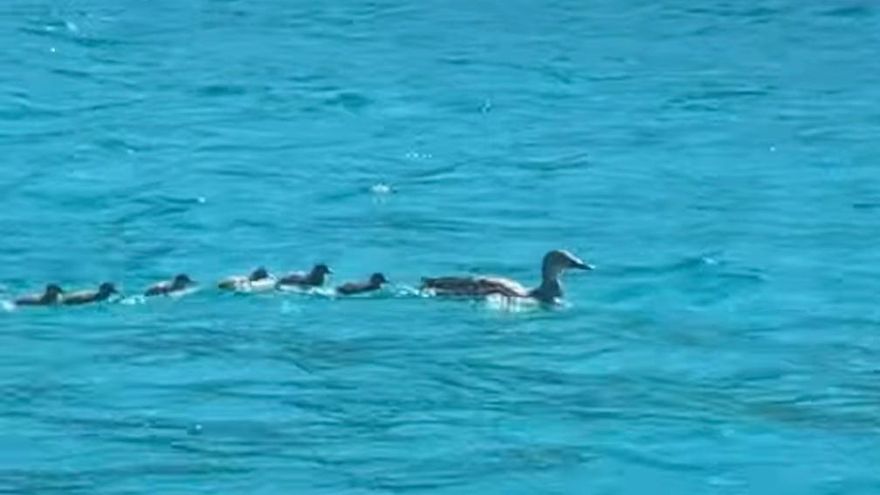 Una mamá pata sorprende a los bañistas de Cala Llonga con sus nueve patitos entre yates