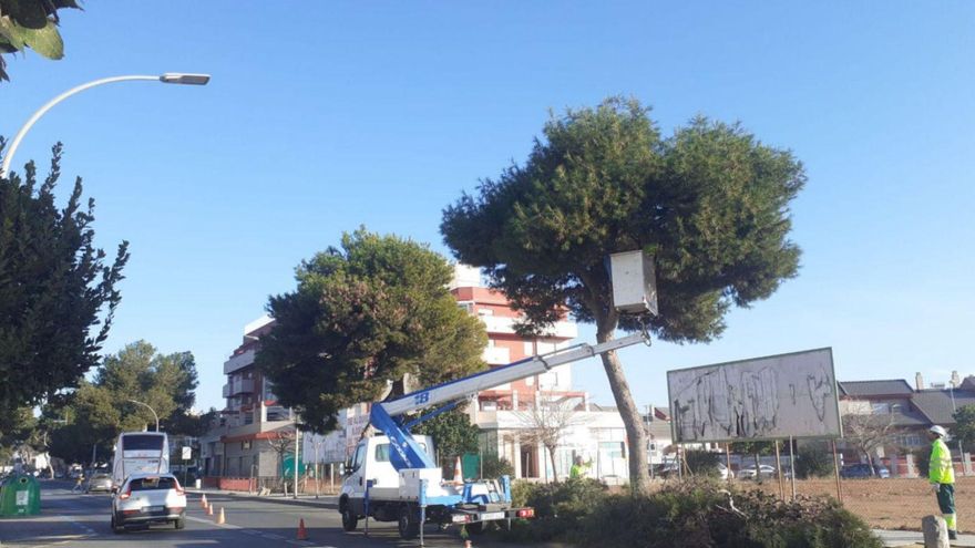 Labores de poda de las brigadas municipales en la carretera N-301.