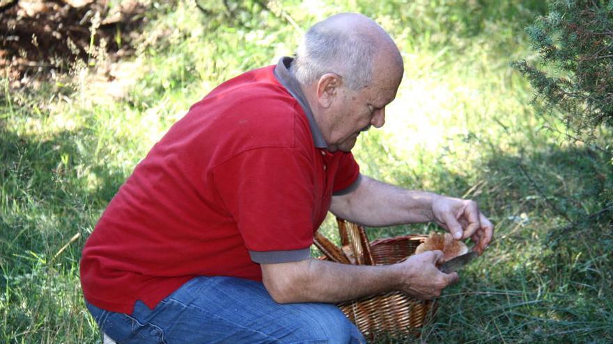 Un estudi conclou que els boscos mediterranis produeixen més bolets que els nòrdics