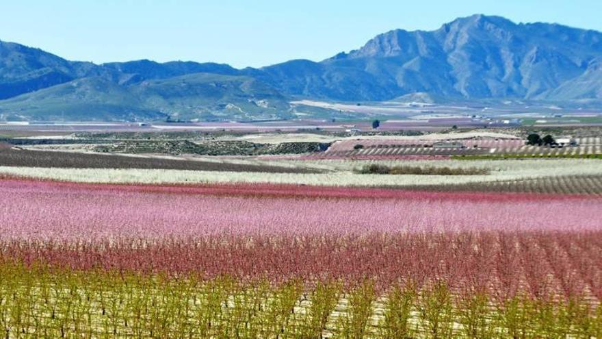 Vista panorámica de la finca de la empresa ciezana de El Ciruelo, con todos los árboles  frutales en flor.