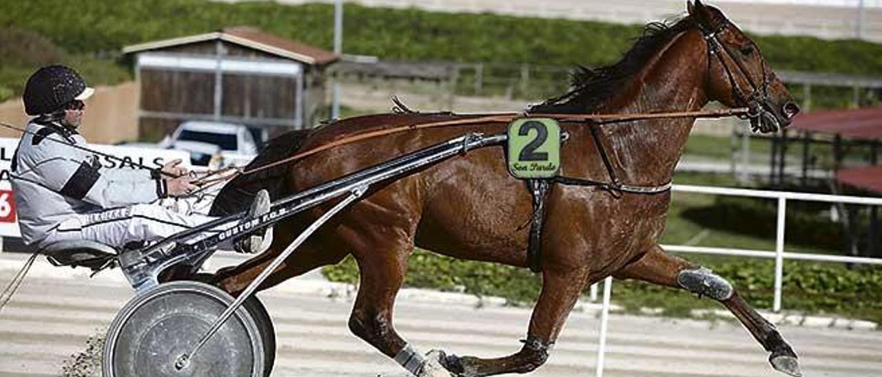 El caballo francés Valoinic en una de sus 24 victorias en hipódromos de Mallorca.