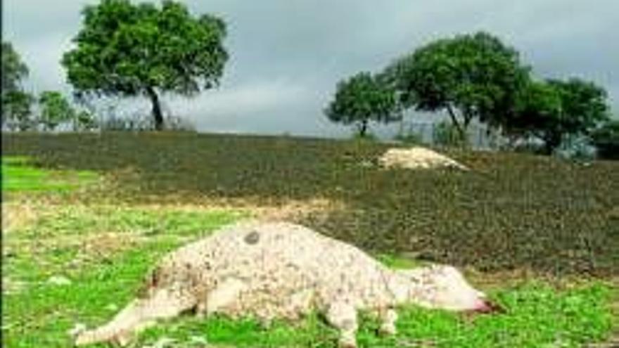 Investigan la muerte de las ovejas