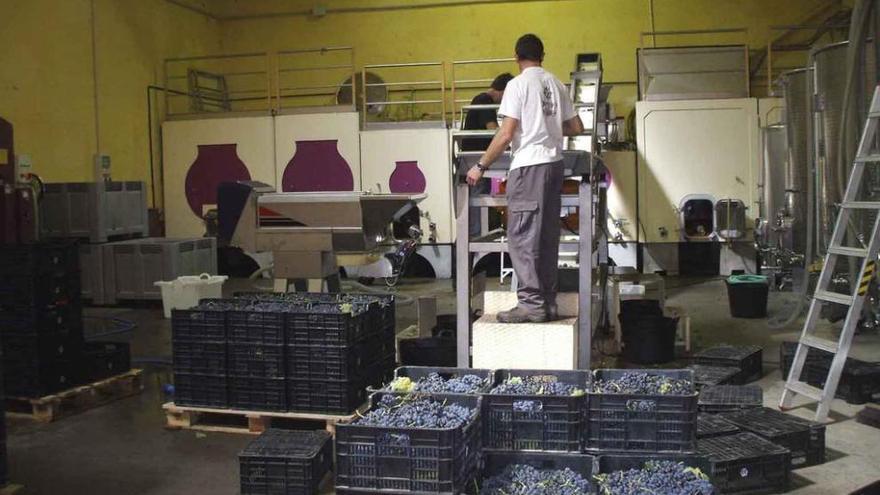 Dos operarios descargan uvas en la mesa de selección de una bodega de la zona.