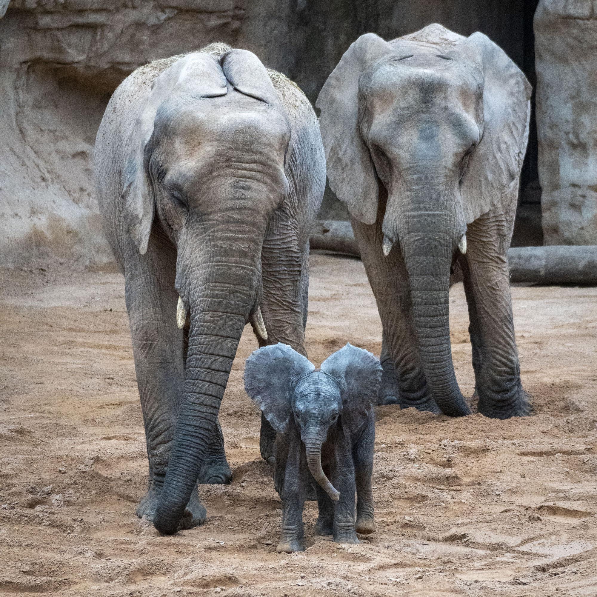 Nace el primer elefante africano en la Comunitat Valenciana