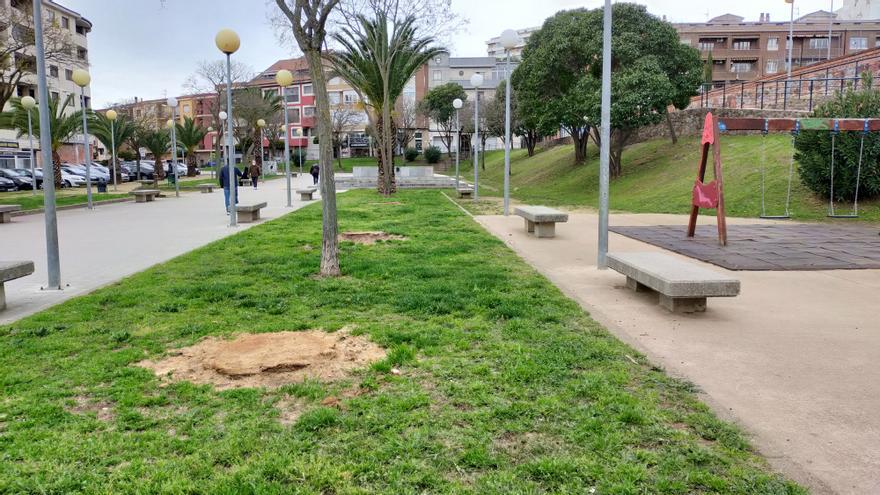 Cortan todas las palmeras afectadas por el picudo rojo en Plasencia