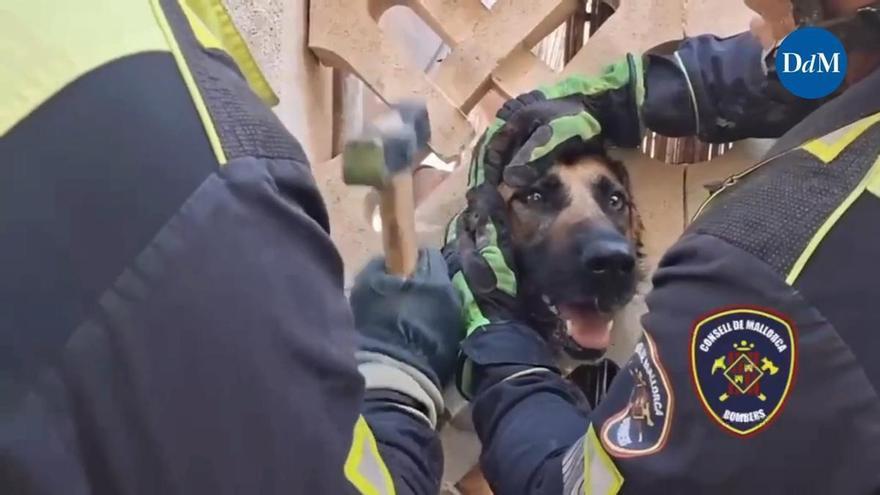 Los Bombers rescatan a un perro con la cabeza encajada en la celosía de un balcón en Marratxí