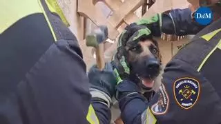 Los Bombers rescatan a un perro con la cabeza encajada en una valla de Marratxí