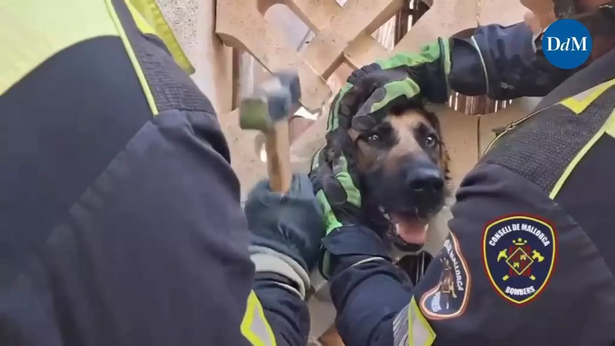 Los Bombers rescatan a un perro con la cabeza encajada en una valla de Marratxí