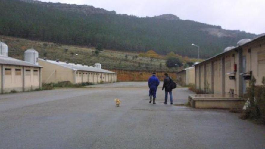 Naves de cebo de porcino de Calporc (hoy Nutecal) en Arrabalde, en una imagen de archivo.