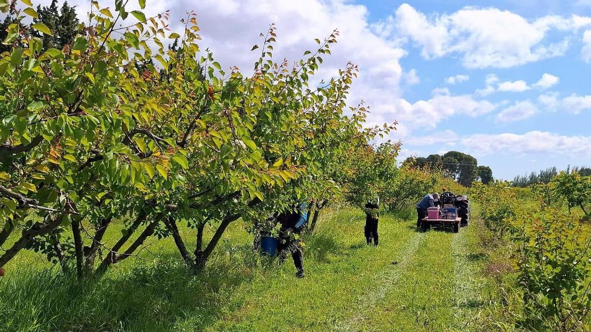 Un momento de la recogida de fruta durante la pasada campaña.