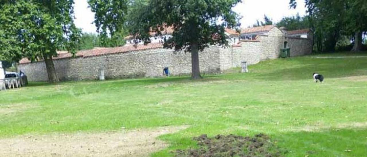 Los daños provocados por los jabalíes en la carbayera de Granda.