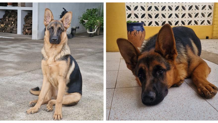 Roban la segunda perra de la misma villa de Almassora en menos de seis meses:  "Hay que medicarla porque está enferma" - El Periódico Mediterráneo