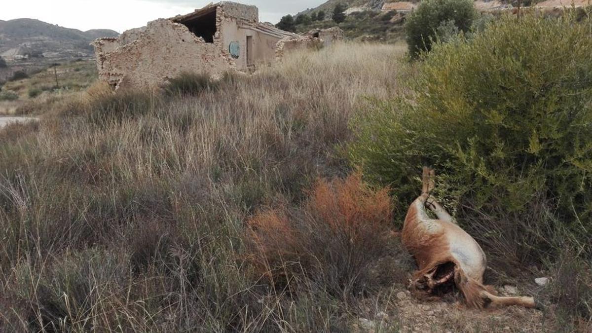 El arruí decapitado en Petrer.