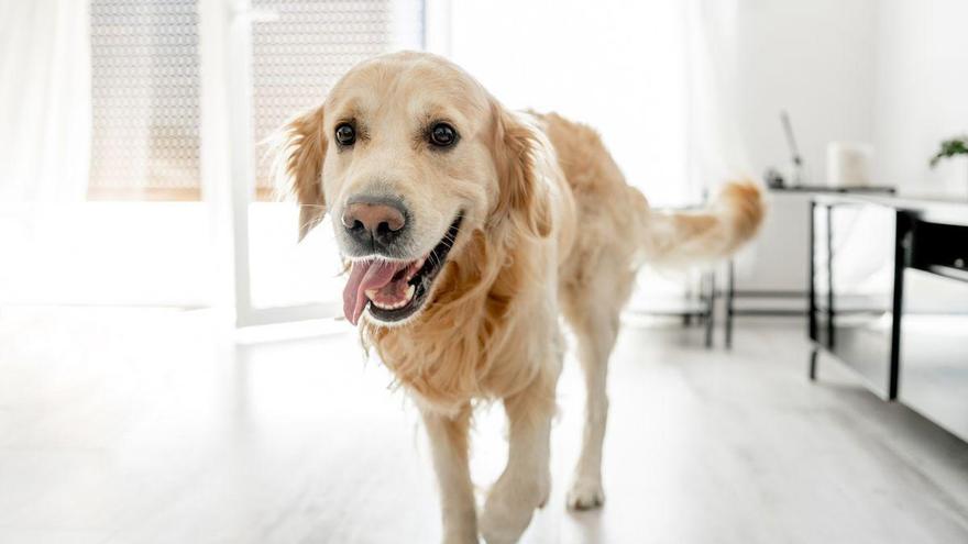 Los veterinarios coinciden: los perros que se alegran al ver a sus dueños volver a casa no es un síntoma de felicidad