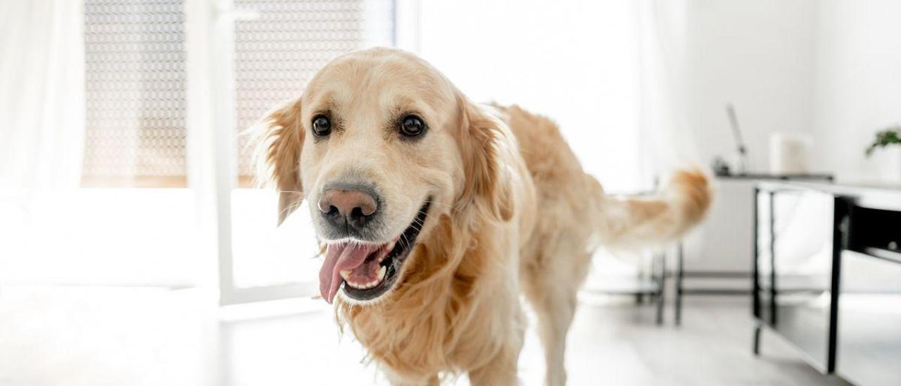 Los veterinarios coinciden: los perros que se alegran al ver a sus dueños volver a casa no es un síntoma de felicidad