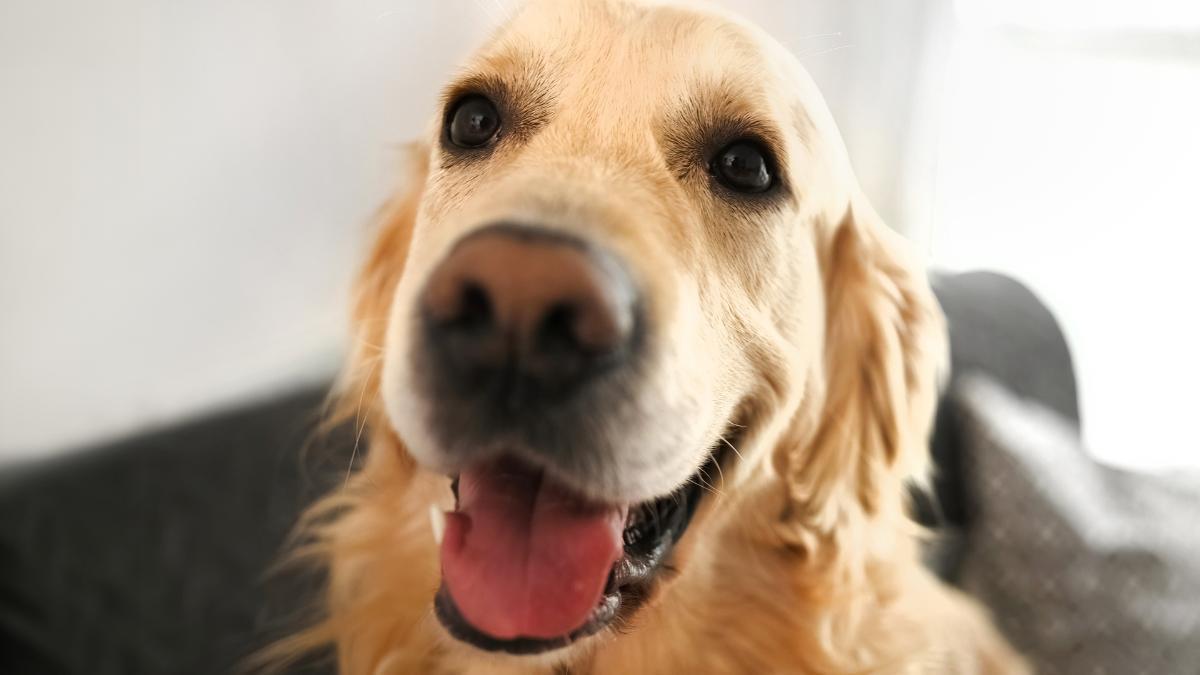 Los veterinarios coinciden: los perros que se alegran mucho cuando sus tutores vuelven a casa no siempre están felices, puede ser ansiedad por separación
