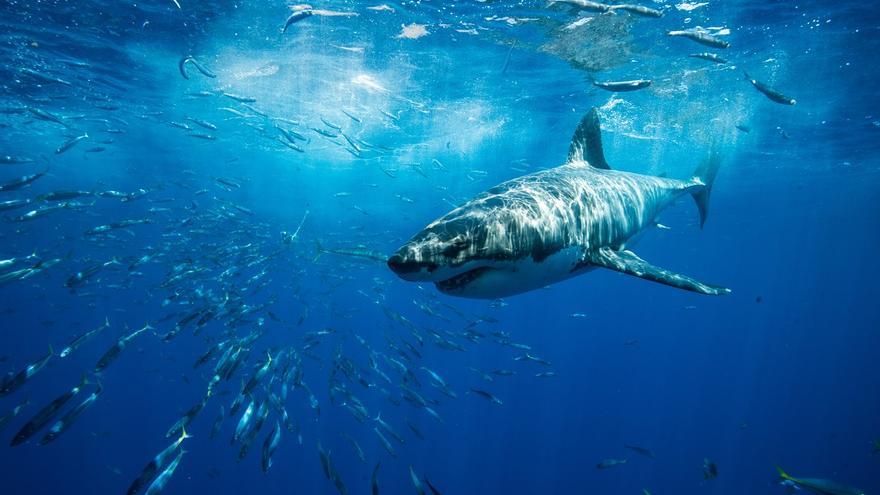 "Victoria histórica" para la protección de 70 especies de tiburones y rayas