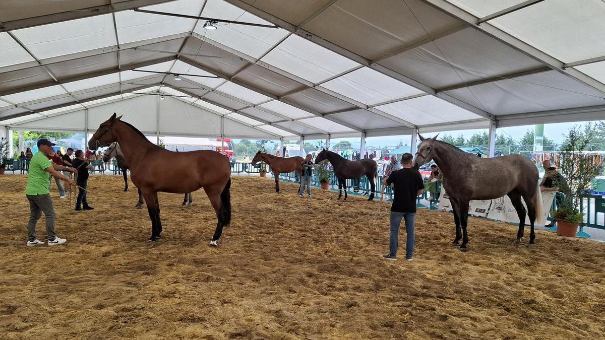 Más de un centenar de caballos competirán este fin de semana en Tineo en el XXI Concurso de Caballos de Pura Raza Española y Cruzados