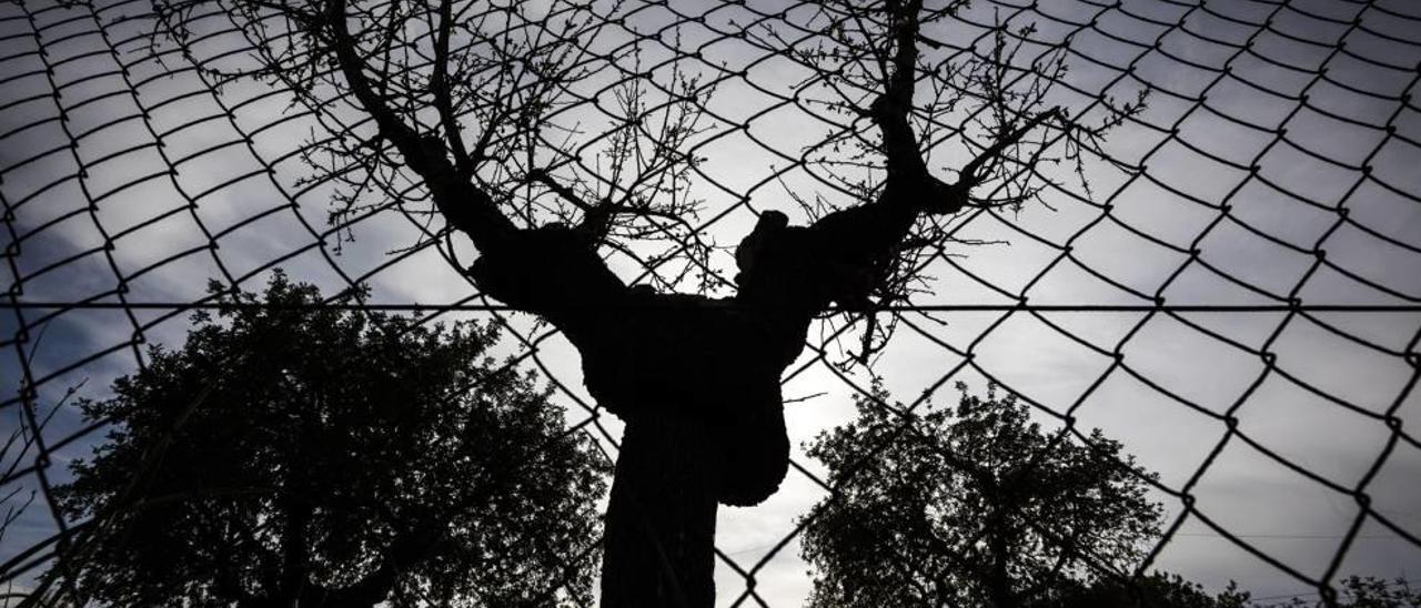 La baja rentabilidad de la almendra provocó que no se sustituyeran los almendros viejos.