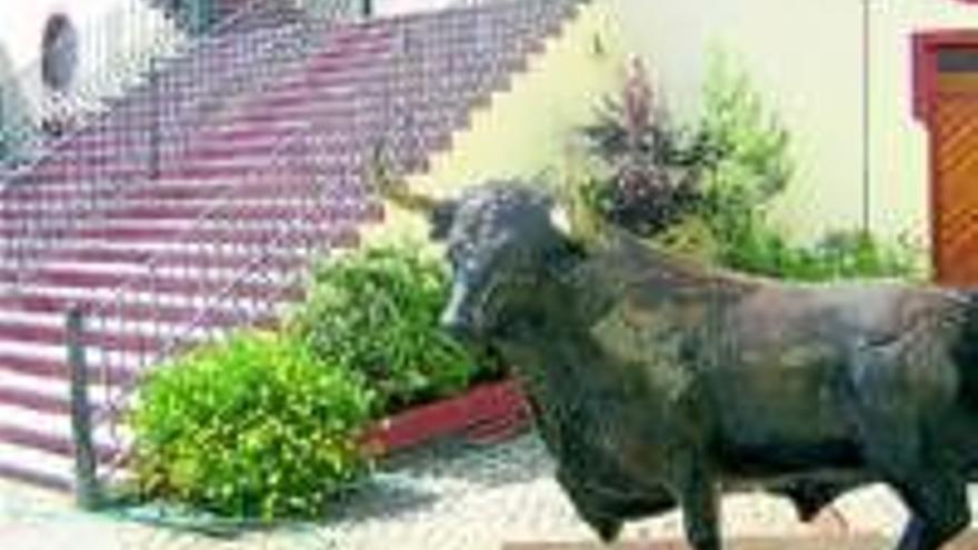 El toro salta al interior de la plaza