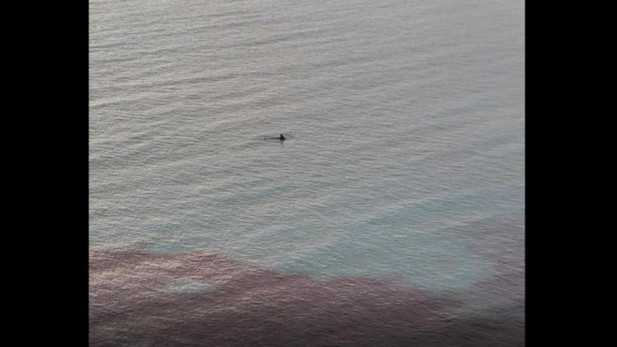 El delfín avistado en Caló des Moró