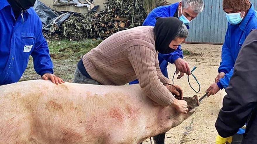 El animal momentos antes del sacrificio durante una matanza en Tola. | Ch. S. 