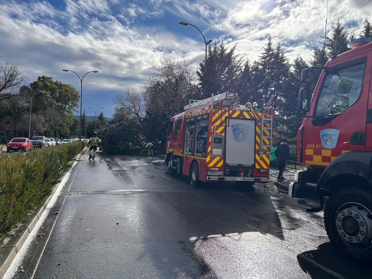 Bomberos en la avenida donde ha caído el árbol en Plasencia.