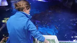 El Acuario de Gijón potencia el papel de la mujer en la ciencia: "su trayectoria ha sido decisiva en la investigación"