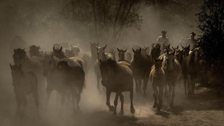 El espectáculo de la ‘Recogida de las yeguas’ vuelve un año más a Doñana