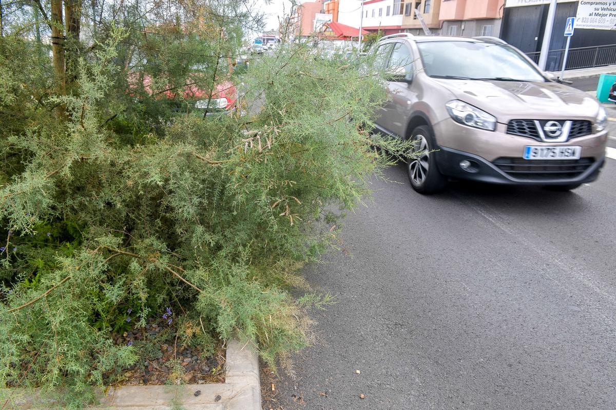 Mal estado de los jardines en Los Tarahales