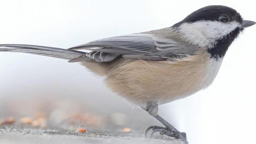 Las aves son las protagonistas del programa impulsado por la Diputació