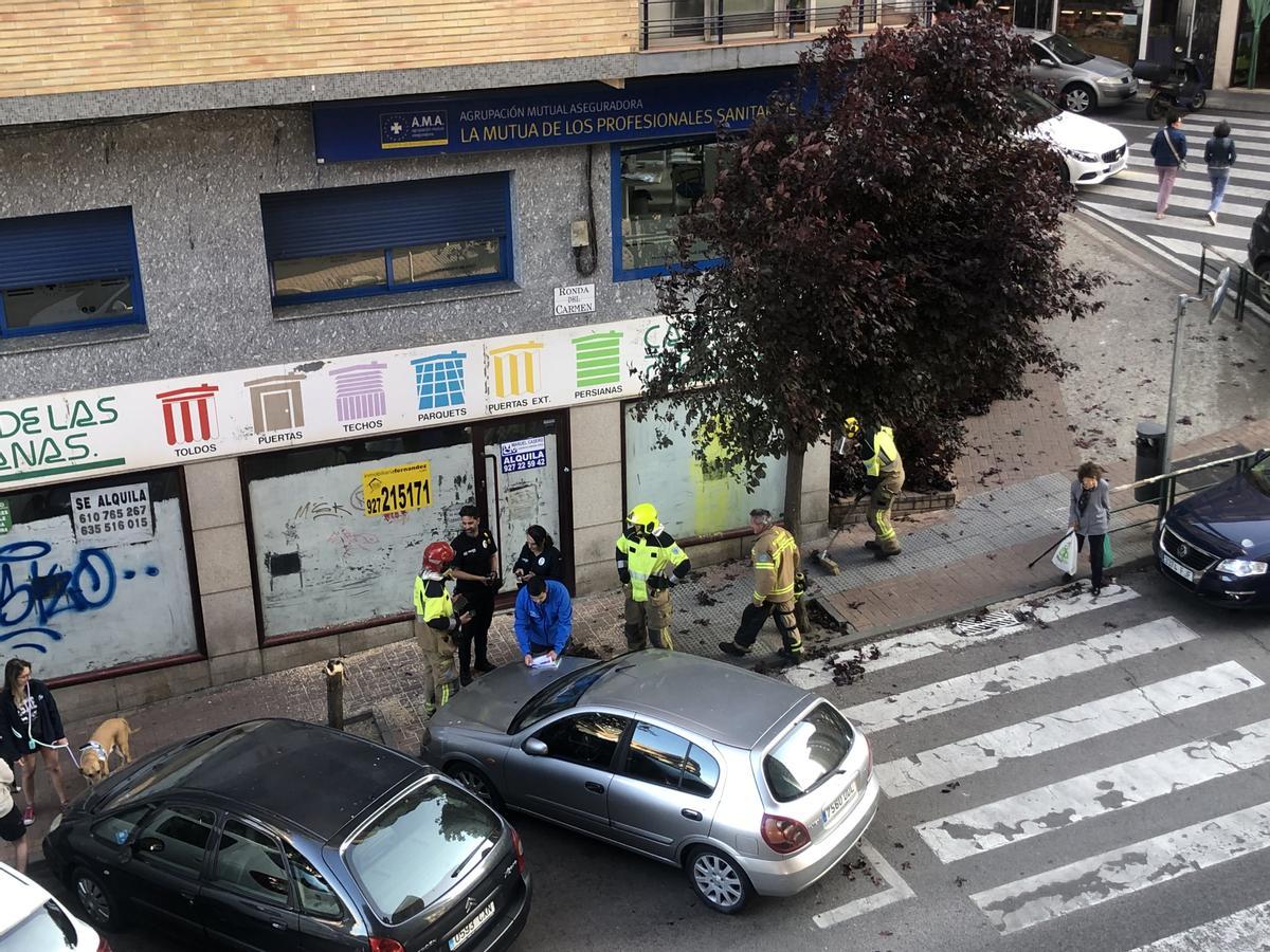 Los bomberos, después de retirar las ramas.