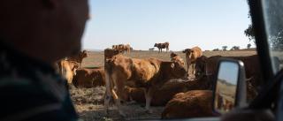 La EHE avanza en Zamora: ahora las vacas de leche