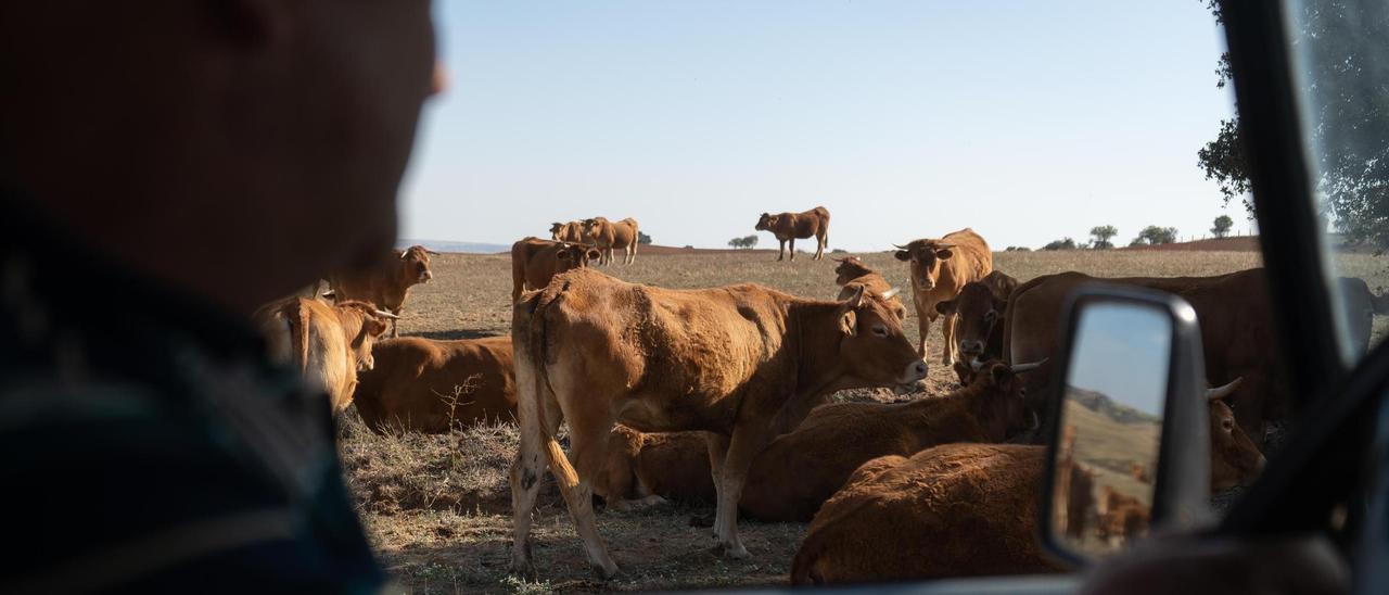 Vacas afectadas por la EHE en la provincia de Zamora.