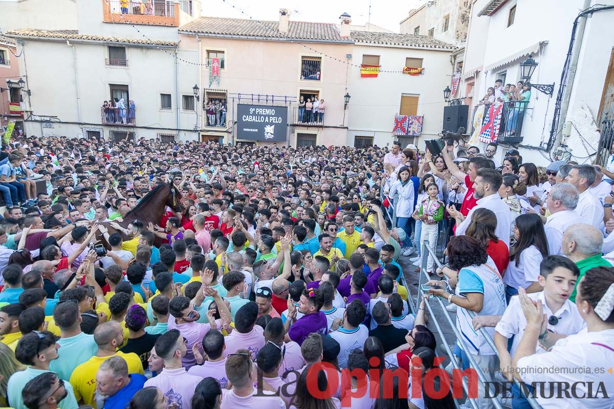 Entrega de premios del concurso morfológico de los Caballos del Vino de Caravaca