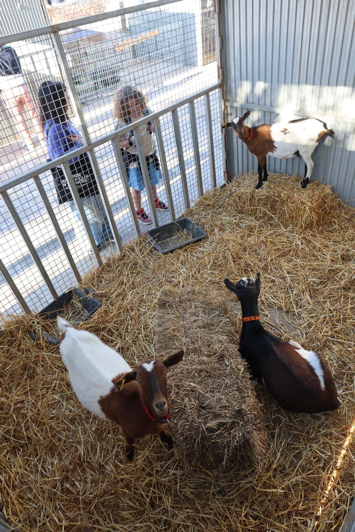 Todas las imágenes de las Fiestas de Sant Isidre en Sant Josep