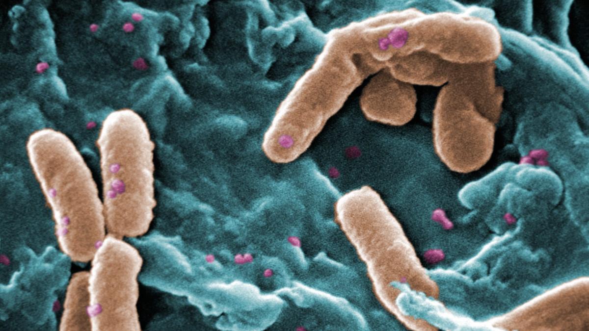 Imagen de una bacteria.
