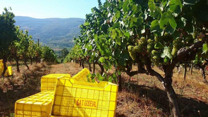 Los trabajos de la vendimia comenzaron ayer en Valdeorras. // FdV