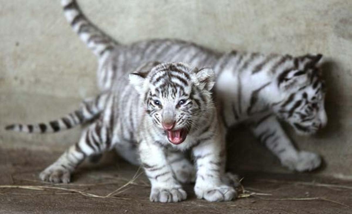 Dos cadells de tigre blanc a les instal·lacions del Night Safari Zoo de la província de Chiang Mai, al nord de Tailàndia.