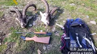 Sorprenden a un cazador furtivo con dos cabezas de cabra montés en los Ancares