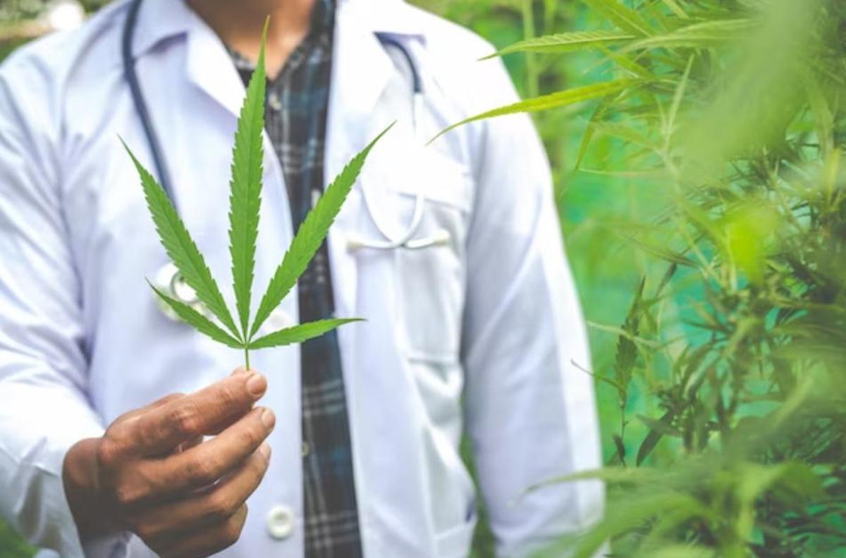 El cànnabis ajuda en moltes malalties