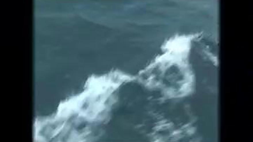 Avistamientos de orcas cerca de la costa gallega