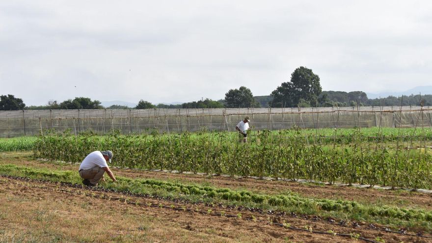 Eduard Martí, pagès de Sant Miquel de Fluvià: &quot;Que les grans superfícies venguin producte ecològic ens perjudica&quot;