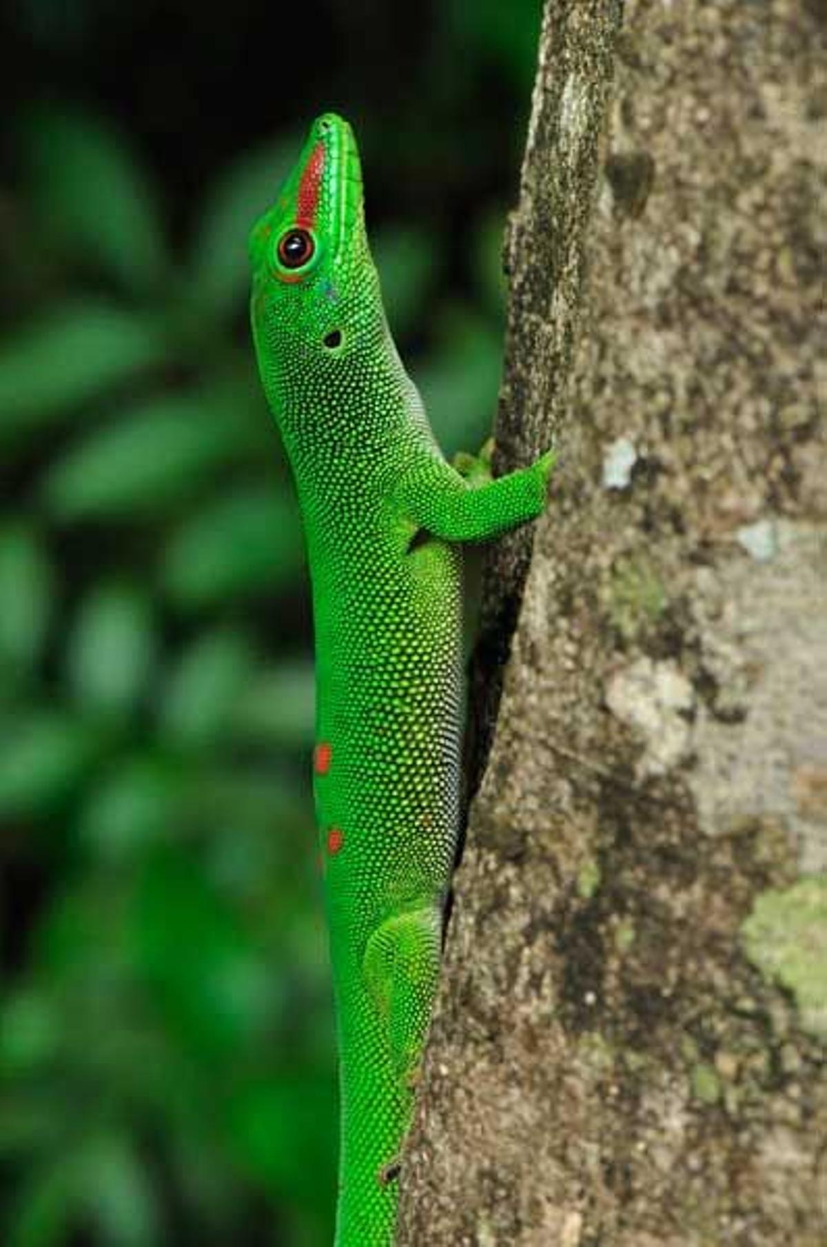 Geco diurno de Madagascar en el Parque Nacional de Ankarana.