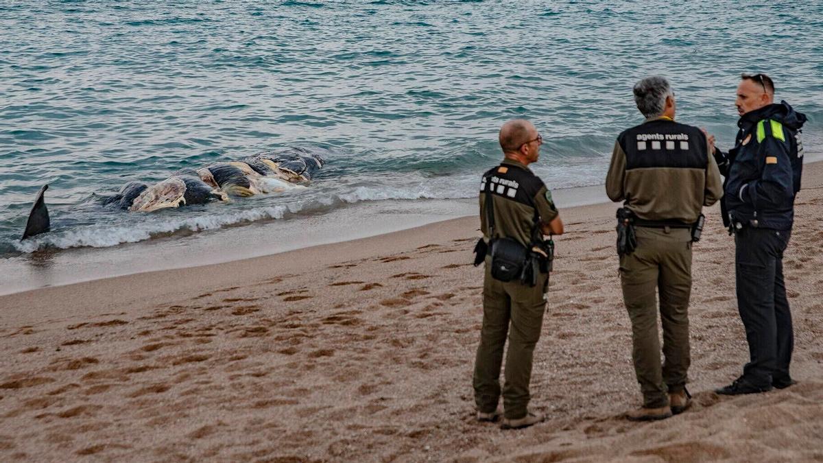 Una ballena, encontrada muerta en la playa de Pals (Baix Empordà, Girona), este sábado.