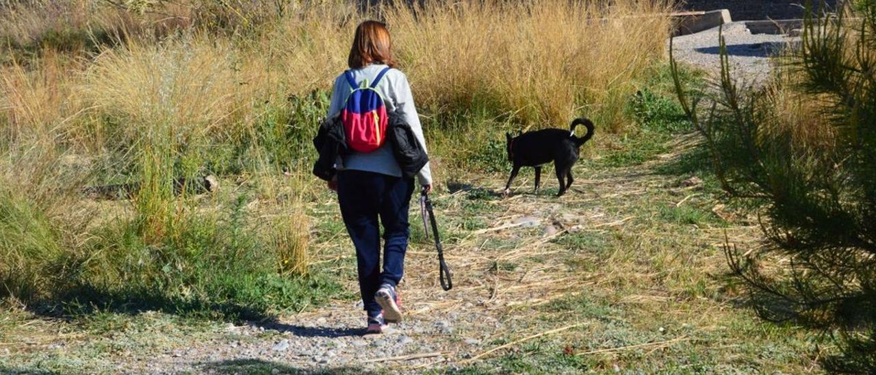 Los expertos aconsejan una elección reflexiva de un perro y conocer todas las responsabilidades.