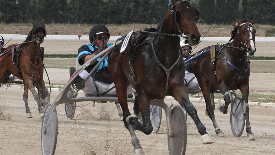 Fibló de Font en carrera en Son Pardo, con Joan Bauzá.