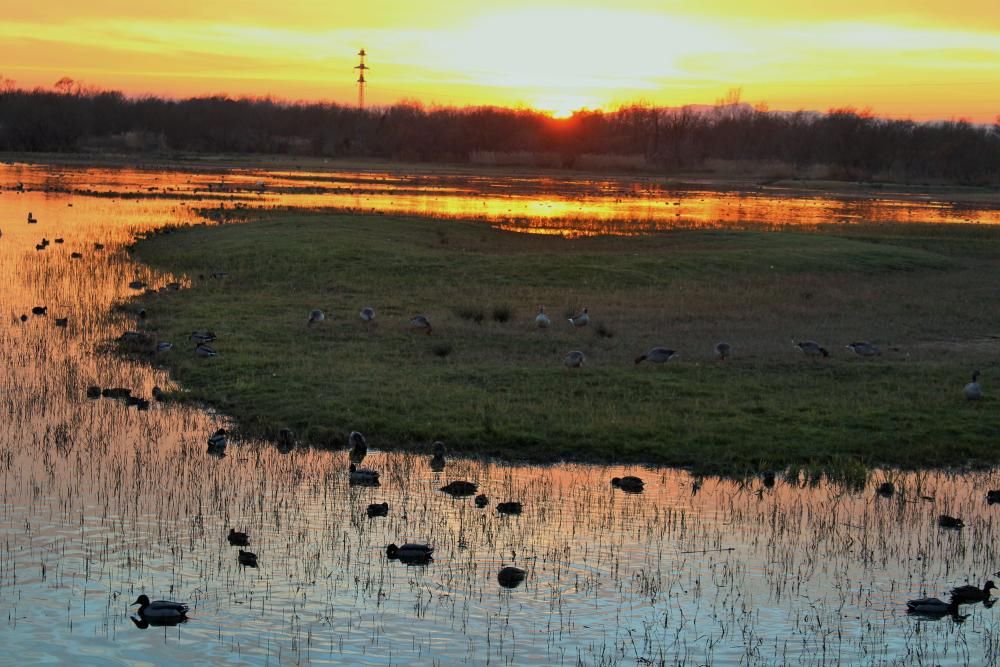 Posta de sol als Aiguamolls de l''Empordà